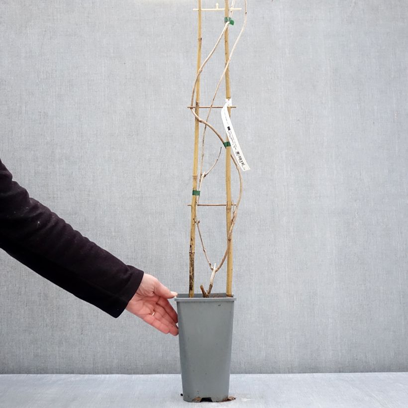 Example of Bignone Golden Trumpet - Campsis x tagliabuana Pot van 3 l/4 l as you get in hiver