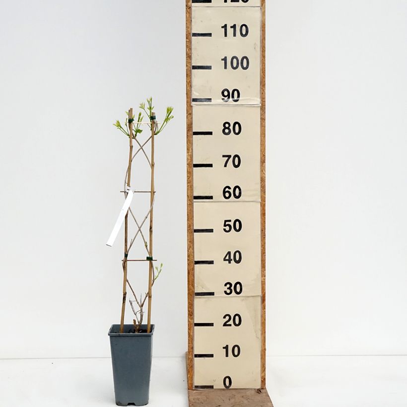 Exemplaar van Campsis tagliabuana Golden Trumpet - Trompetklimmer Pot van 3 l/4 l zoals geleverd in de lente