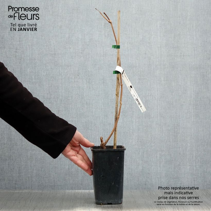 Example of Bignone Orangeade - Campsis x tagliabuana Tracamp Pot van 1,5 l/2 l as you get in hiver