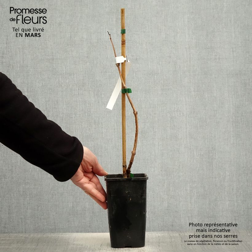 Exemplaar van Campsis tagliabuana Orangeade - Trompetklimmer Pot van 1,5 l/2 l zoals geleverd in de lente