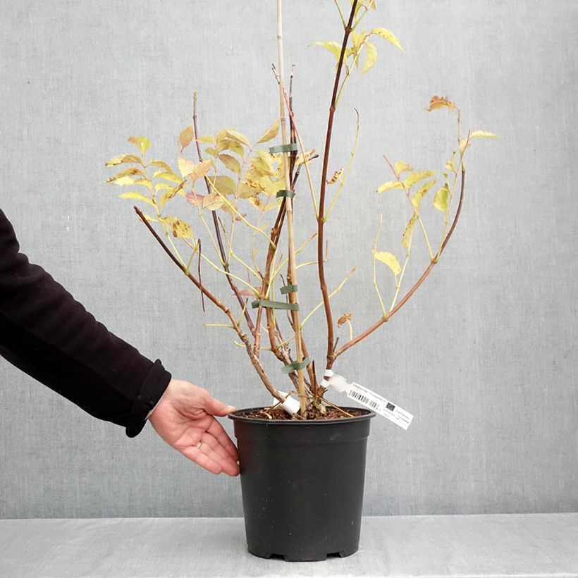 Exemplaar van Campsis tagliabuana Orangeade - Trompetklimmer Pot van 6 l/7 l zoals geleverd in de herfst