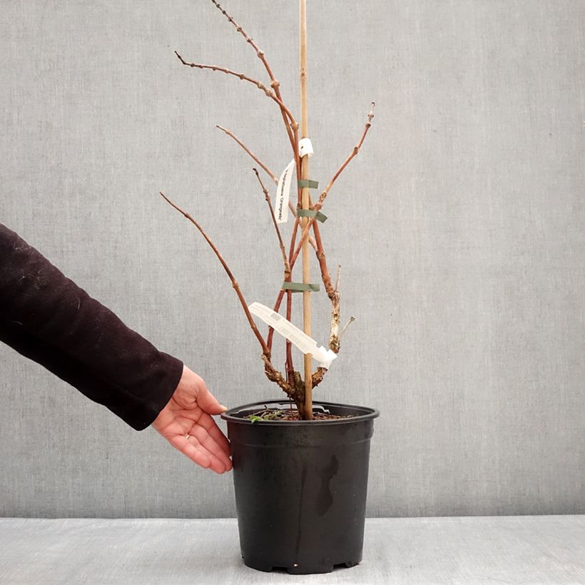 Example of Bignone Orangeade - Campsis x tagliabuana Tracamp Pot van 6 l/7 l as you get in hiver