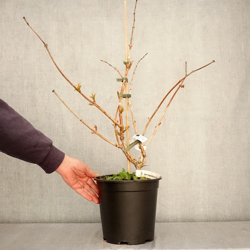 Exemplaar van Campsis tagliabuana Orangeade - Trompetklimmer Pot van 6 l/7 l zoals geleverd in de lente