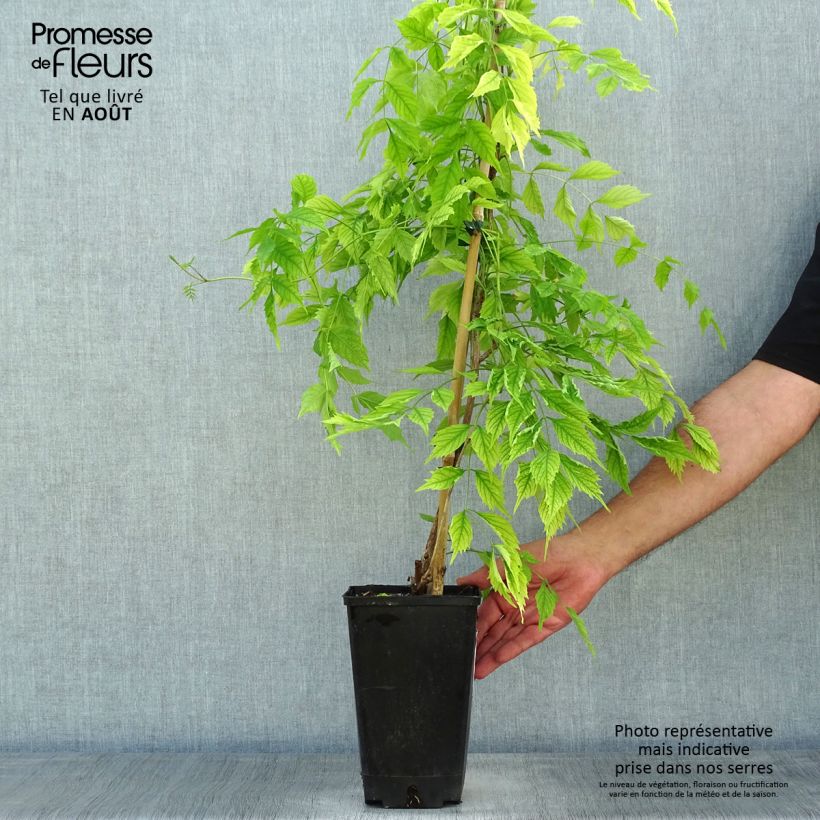 Exemplaar van Campsis radicans Atropurpurea - Trompetklimmer Pot van 2 l/3 l zoals geleverd in de zomer
