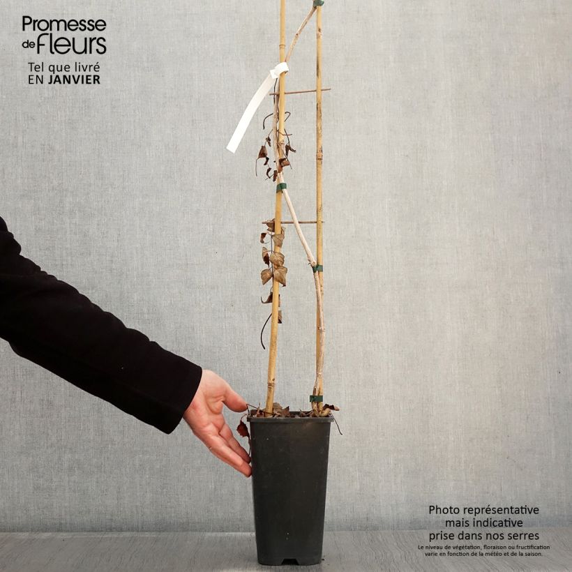 Example of Campsis radicans Atropurpurea - Trompetklimmer Pot van 2 l/3 l as you get in hiver