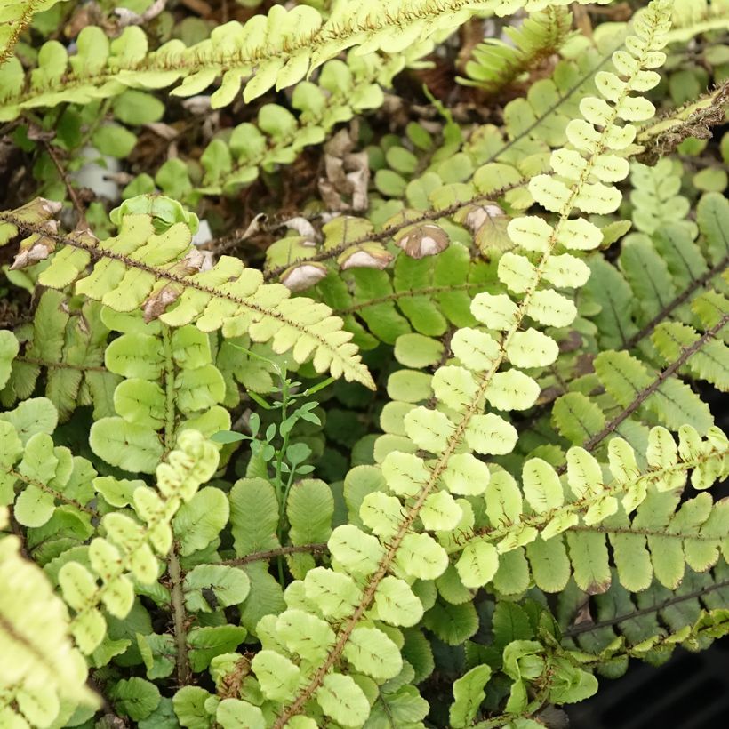 Blechnum fluviatile - Dubbelloof (Blad)