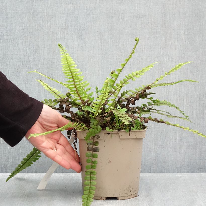 Exemplaar van Blechnum fluviatile - Dubbelloof Pot van 3 l/4 l zoals geleverd in de herfst