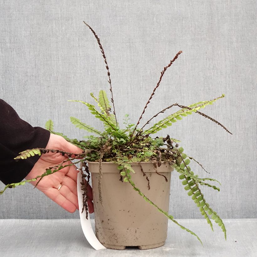 Example of Blechnum fluviatile Pot van 3 l/4 l as you get in hiver