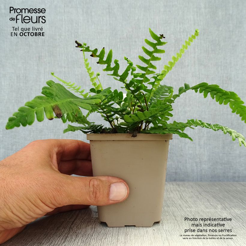 Exemplaar van Blechnum spicant - Dubbelloofvaren Kweekpotje van 8/9 cm zoals geleverd in de herfst