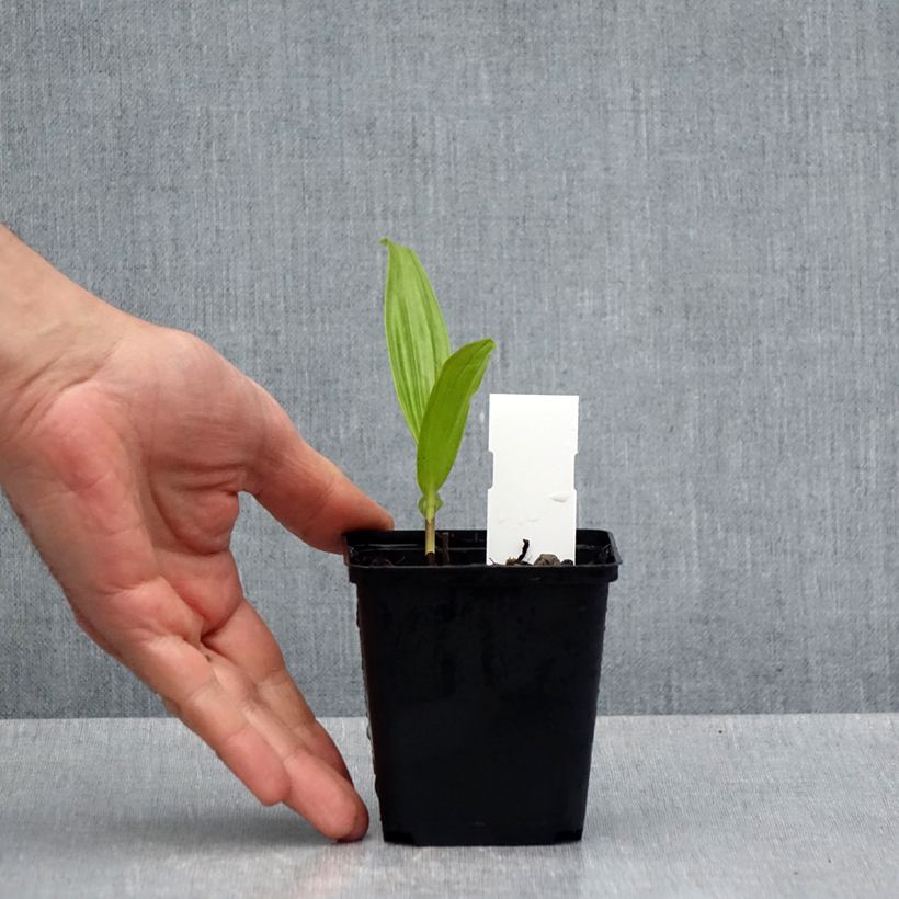 Exemplaar van Bletilla ochracea - Aardorchidee Kweekpotje van 8/9 cm zoals geleverd in de lente