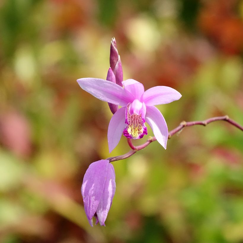 Bletilla Penway Paris - Japanse orchidee (Bloei)