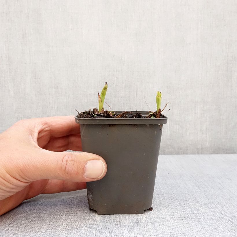 Exemplaar van Bletilla Penway Paris - Japanse orchidee Kweekpotje van 8/9 cm zoals geleverd in de lente