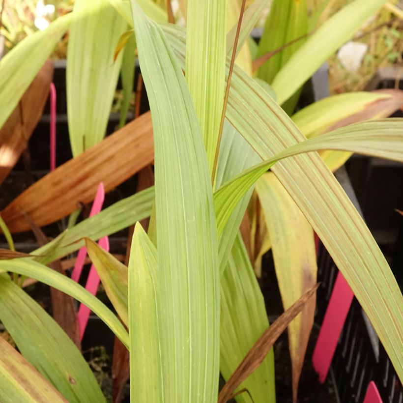 Bletilla Penway Paris - Japanse orchidee (Blad)