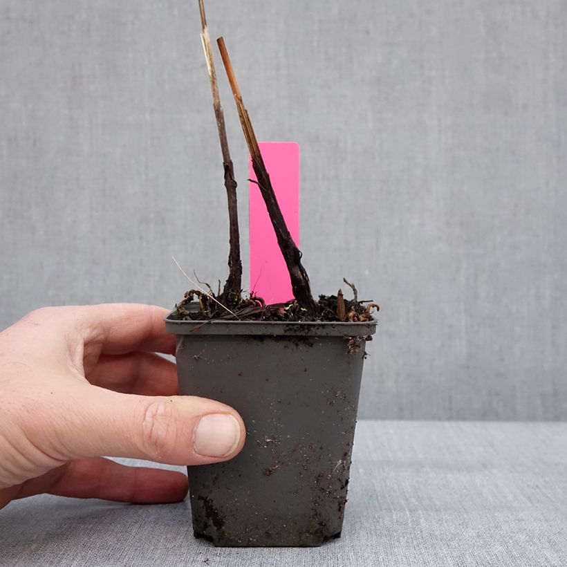 Example of Bletilla Penway Paris - Orchidée jacinthe Kweekpotje van 8/9 cm as you get in hiver