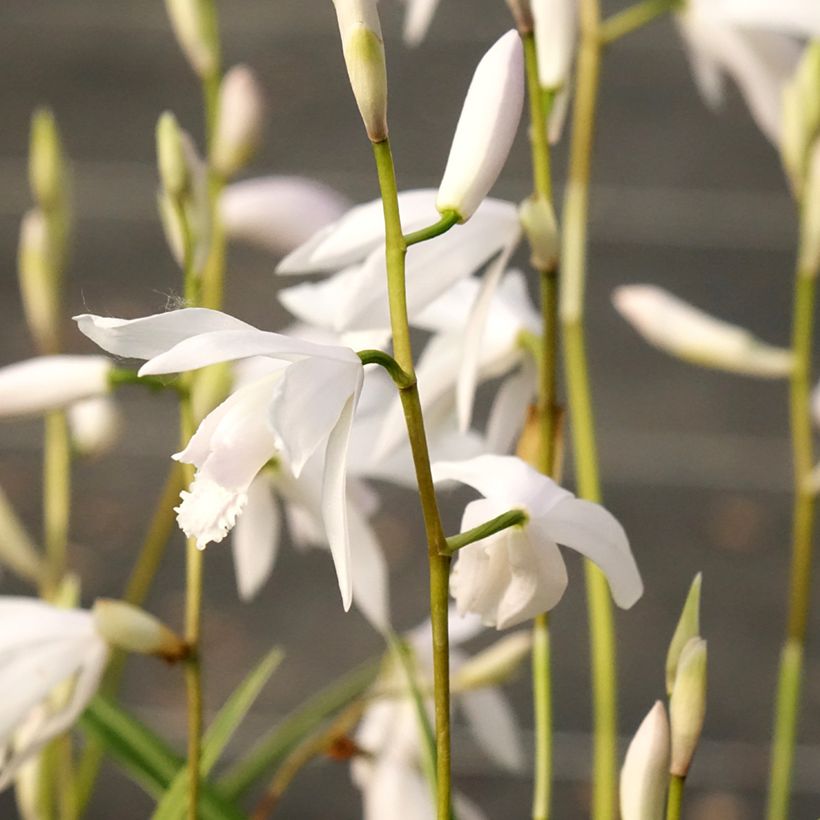 Bletilla striata Alba - Japanse orchidee (Bloei)