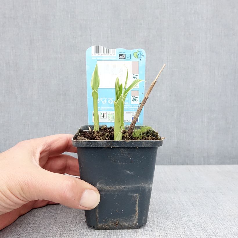 Exemplaar van Bletilla striata Alba - Japanse orchidee Kweekpotje van 8/9 cm kaliber I zoals geleverd in de lente