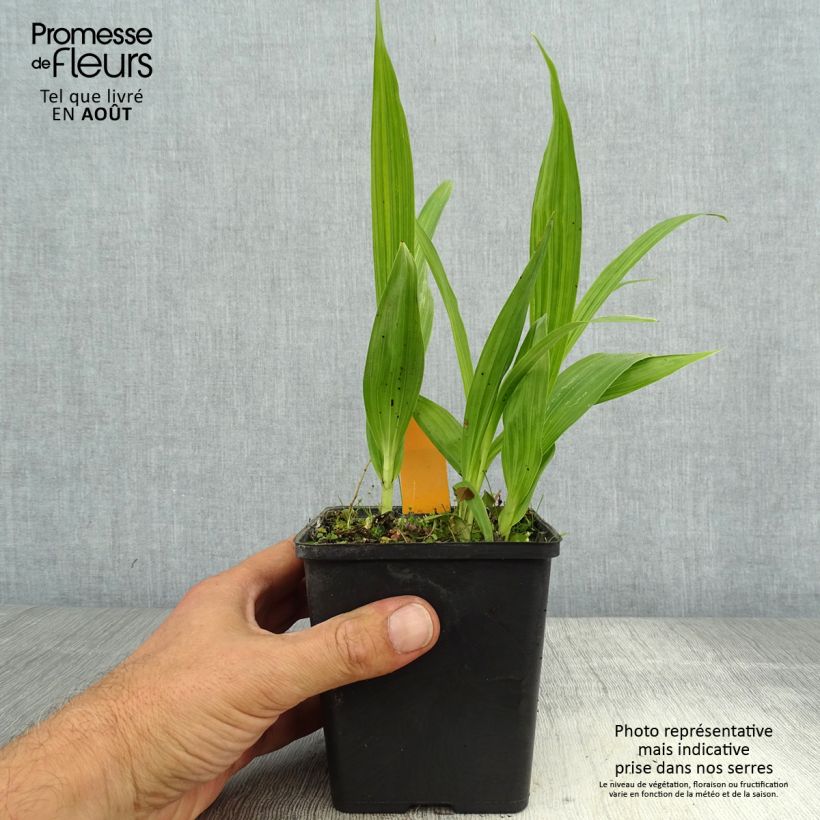 Exemplaar van Bletilla striata Alba - Japanse orchidee Pot van 1 l/1,5 l zoals geleverd in de zomer