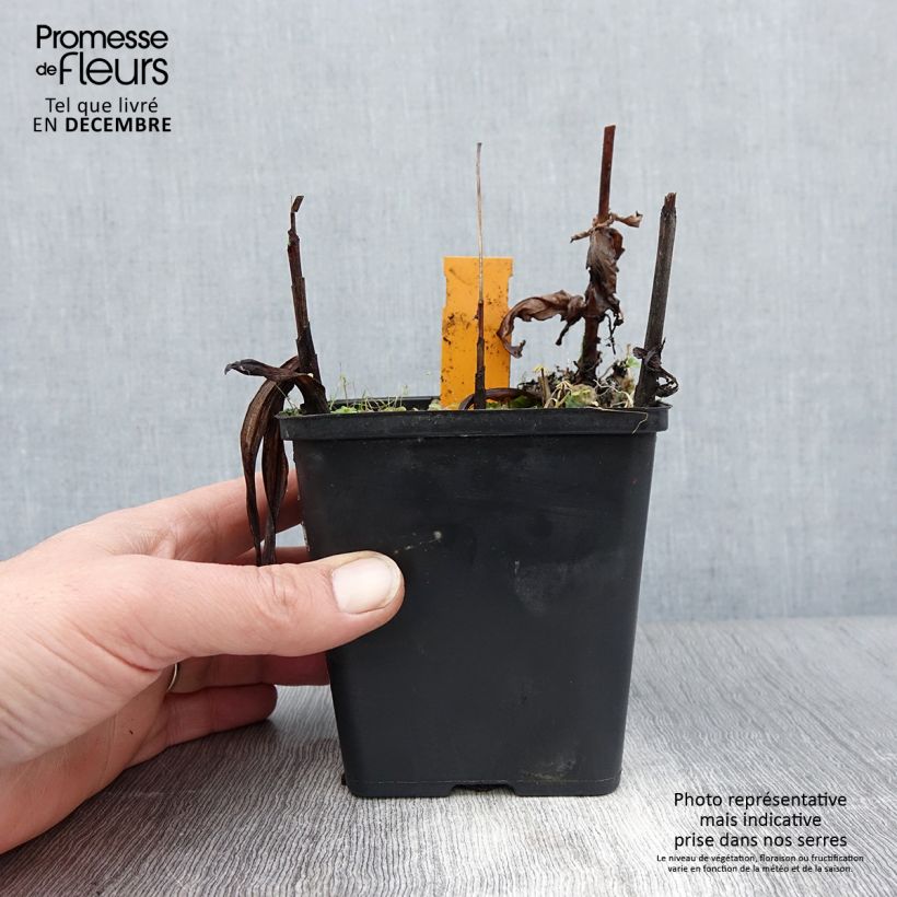 Example of Bletilla striata Alba - Orchidée jacinthe Blanche  Pot van 1 l/1,5 l as you get in hiver