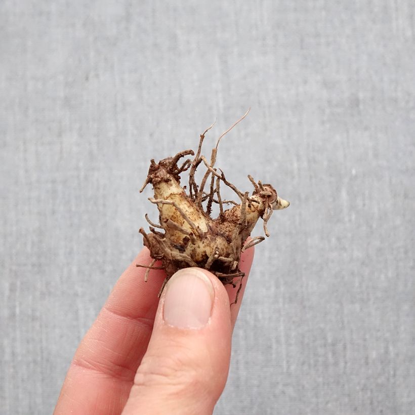 Example of Bletilla striata Alba Variegata - Orchidée jacinthe blanche Bol size I as you get in printemps