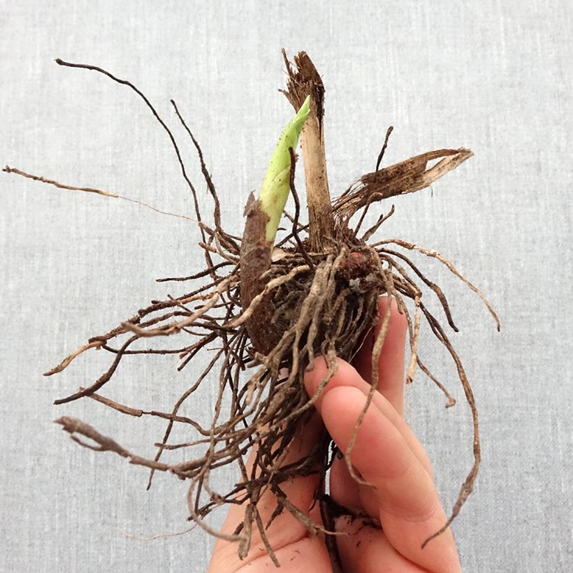 Exemplaar van Bletilla striata f. gebina - Japanse orchidee Bol kaliber I zoals geleverd in de lente