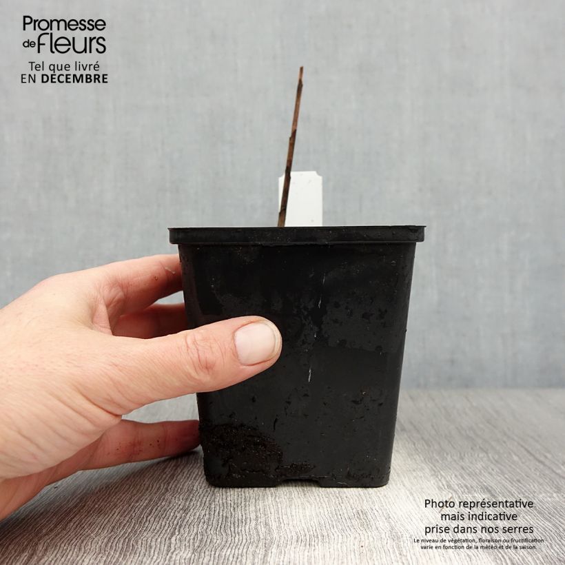 Example of Bletilla striata Kuchi-beni - Orchidée jacinthe Kweekpotje van 8/9 cm size I as you get in hiver