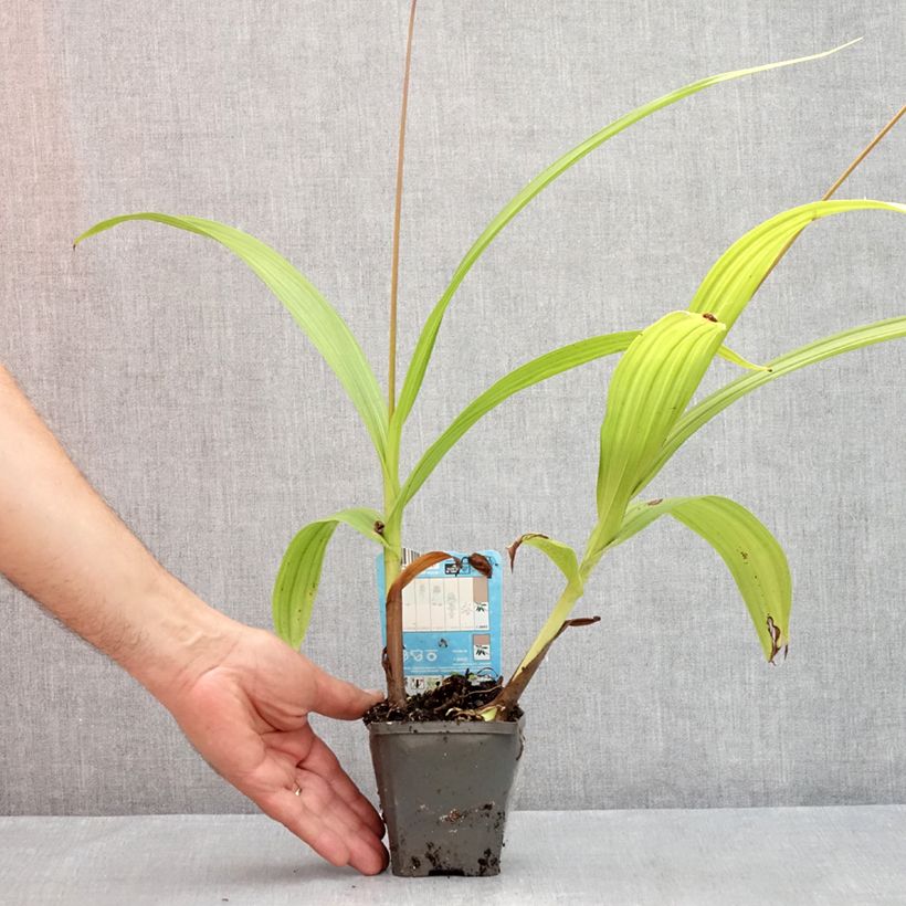 Exemplaar van Bletilla striata - Japanse orchidee Kweekpotje van 8/9 cm zoals geleverd in de zomer