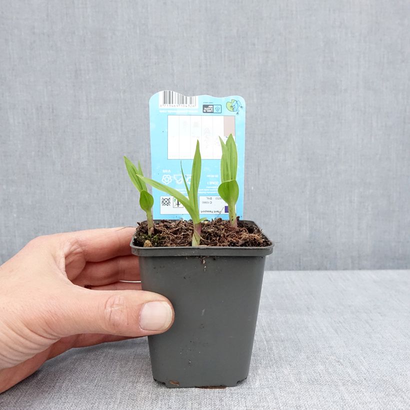 Example of Bletilla striata - Orchidée jacinthe Kweekpotje van 8/9 cm as you get in printemps