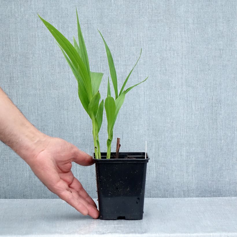 Exemplaar van Bletilla striata Purple - Japanse orchidee Kweekpotje van 8/9 cm zoals geleverd in de zomer