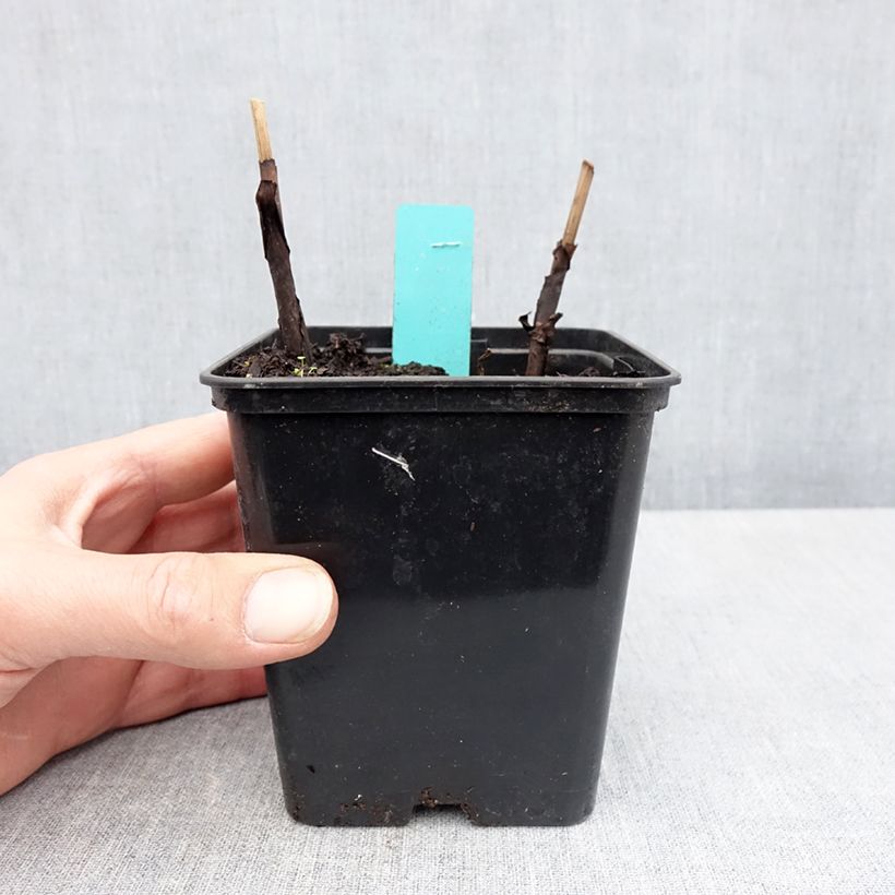 Exemplaar van Bletilla striata Purple - Japanse orchidee Kweekpotje van 8/9 cm zoals geleverd in de lente