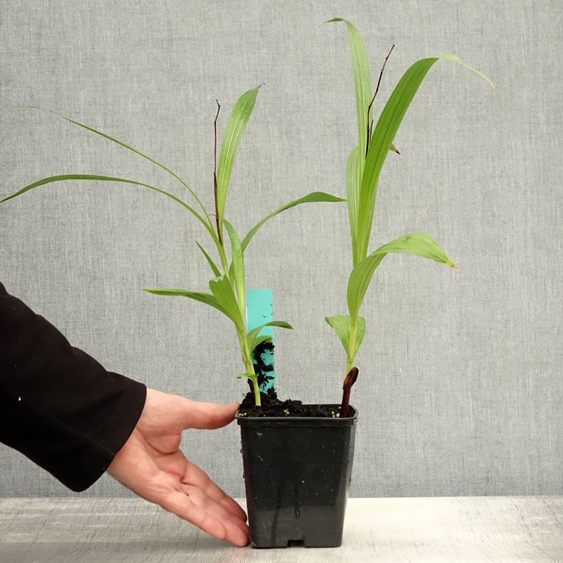 Exemplaar van Bletilla striata Purple - Japanse orchidee Kweekpotje van 8/9 cm zoals geleverd in de herfst