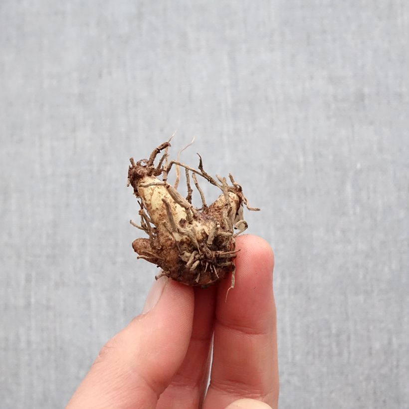 Exemplaar van Bletilla striata Soryu Blue Dragon - Japanse orchidee Bol kaliber I zoals geleverd in de lente