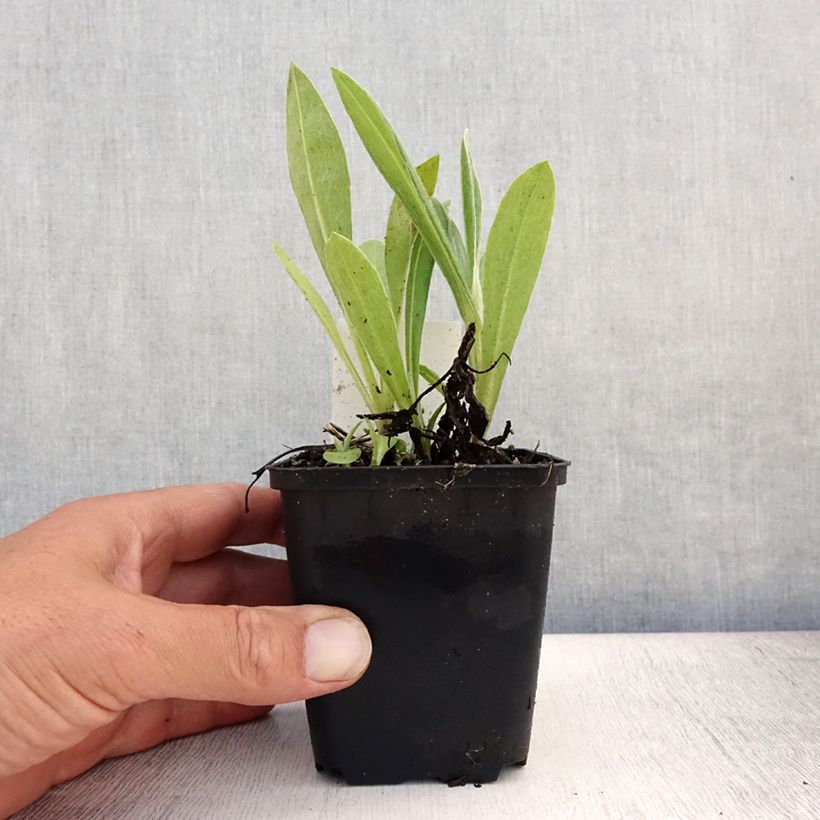 Exemplaar van Centaurea montana Coerulea - Bergkorenbloem Kweekpotje van 8/9 cm zoals geleverd in de zomer