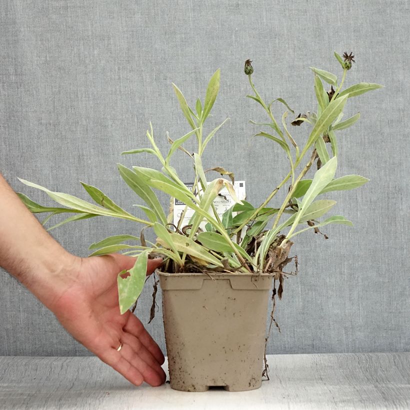 Exemplaar van Centaurea montana Amethyst in Snow - Bergkorenbloem Pot van 1,5 l/2 l zoals geleverd in de zomer
