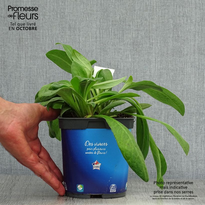 Exemplaar van Centaurea montana - Bergkorenbloem Pot van 2 l/3 l zoals geleverd in de herfst