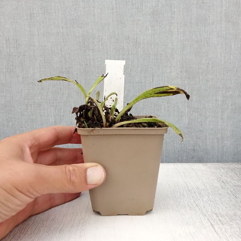 Exemplaar van Centaurea montana Black Sprite - Bergkorenbloem Kweekpotje van 8/9 cm zoals geleverd in de zomer