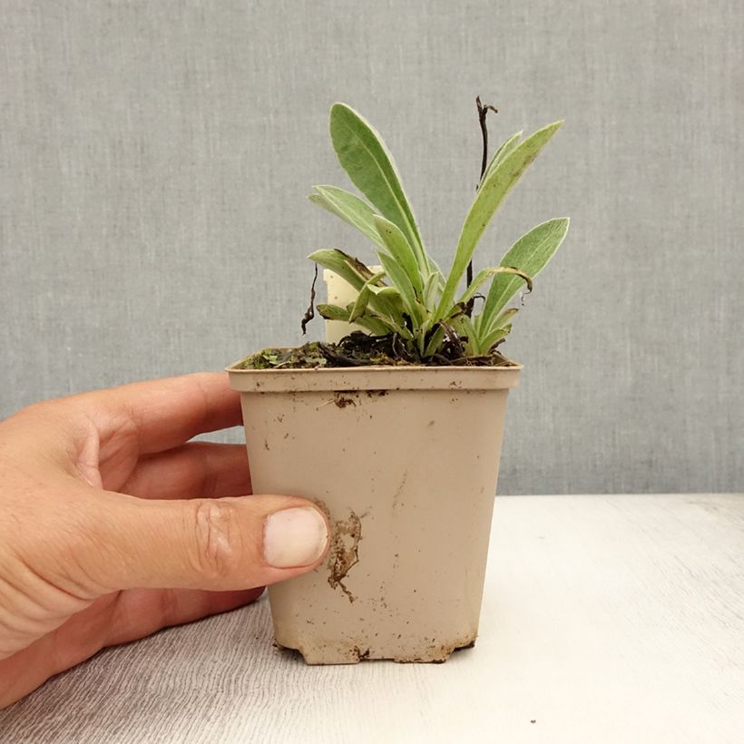Exemplaar van Centaurea montana Jordy - Bergkorenbloem Kweekpotje van 8/9 cm zoals geleverd in de zomer