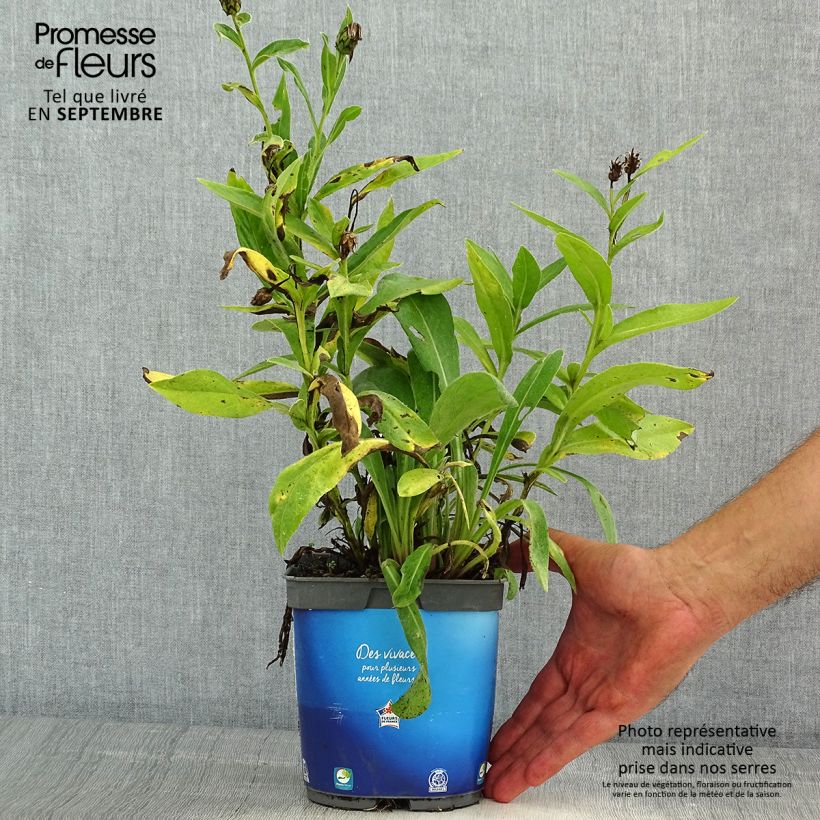 Exemplaar van Centaurea montana Sulphurea - Bergkorenbloem Pot van 2 l/3 l zoals geleverd in de zomer