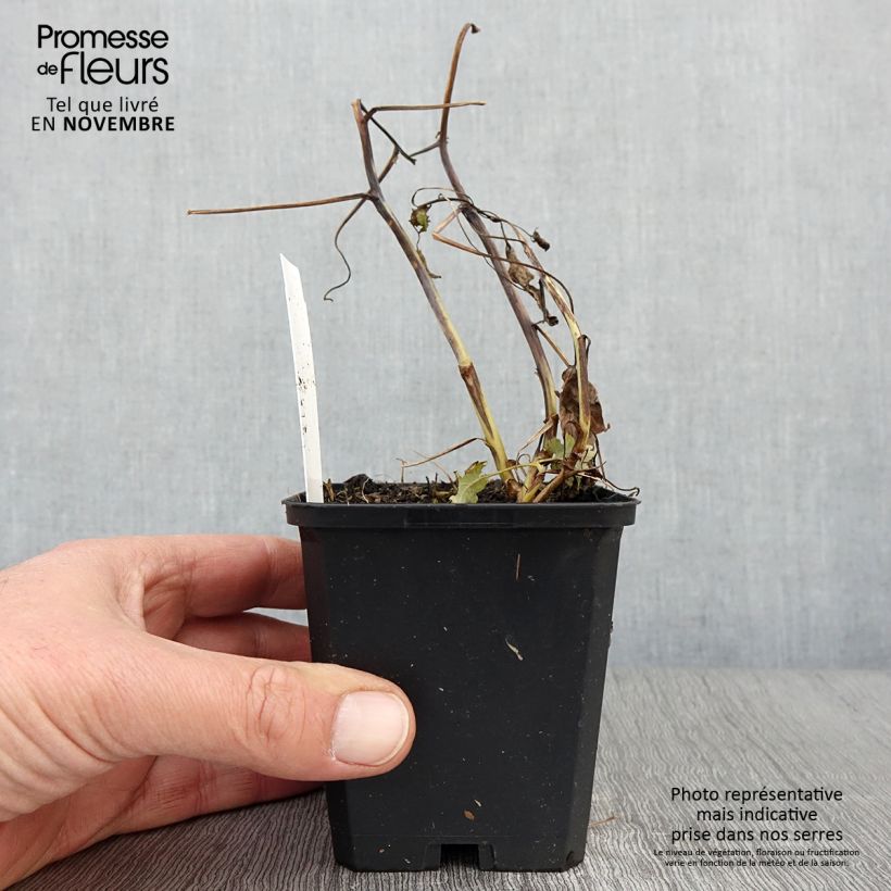 Exemplaar van Macleaya cordata Flamingo - Pluimpapaver Kweekpotje van 8/9 cm zoals geleverd in de herfst