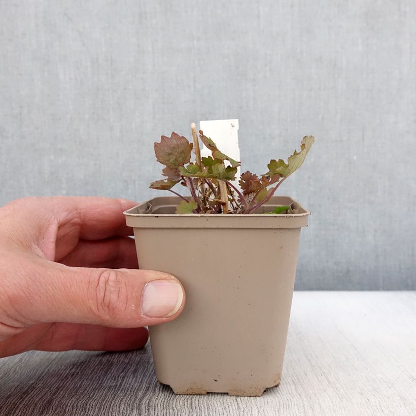 Exemplaar van Macleaya cordata Flamingo - Pluimpapaver Kweekpotje van 8/9 cm zoals geleverd in de lente