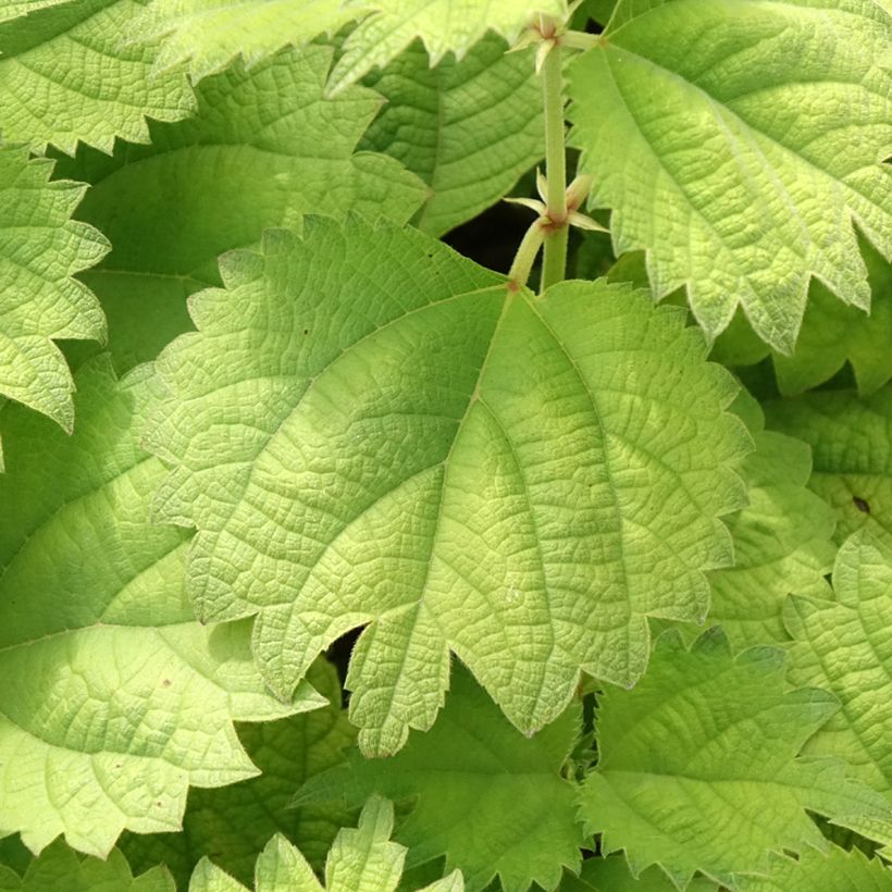 Boehmeria biloba - Ramie (Blad)