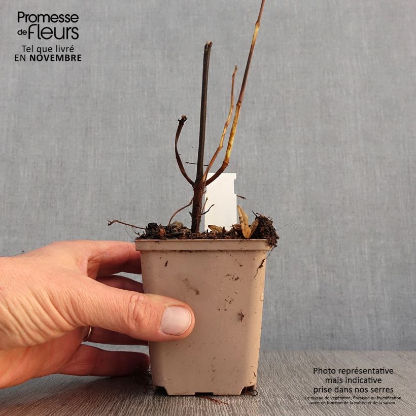Exemplaar van Boehmeria platanifolia - Ramie Kweekpotje van 8/9 cm zoals geleverd in de herfst