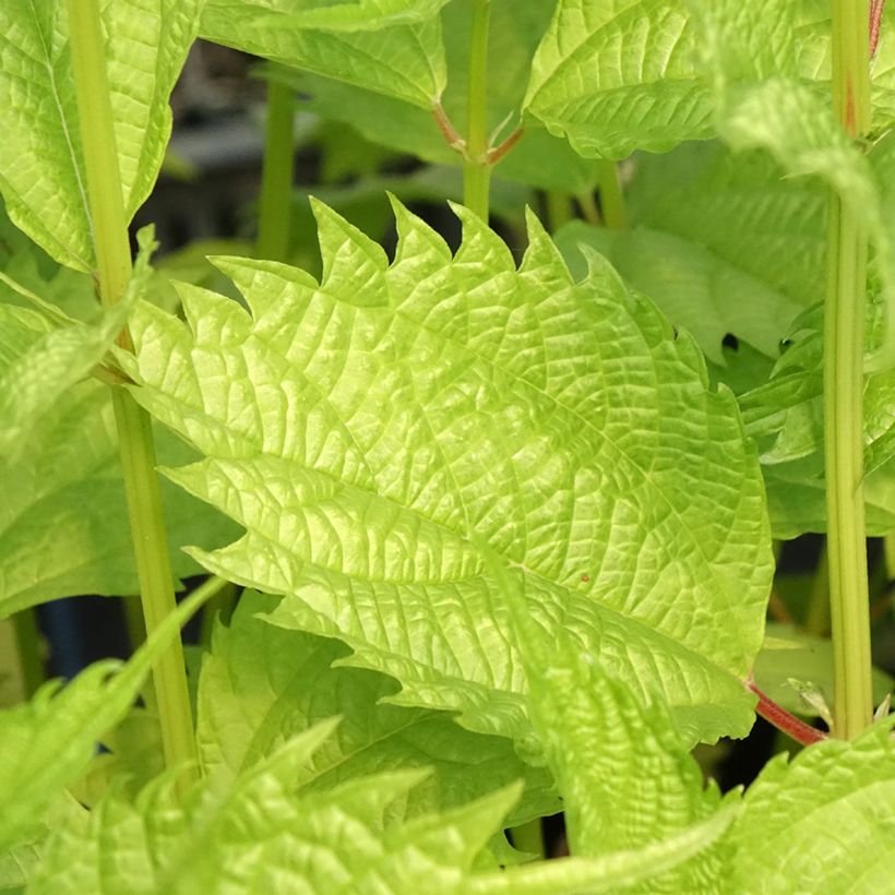 Boehmeria sieboldiana - Valse netel (Blad)