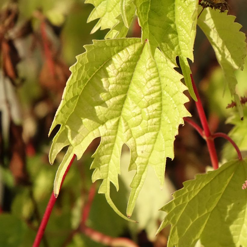 Boehmeria tricuspis - Chinese netel (Blad)