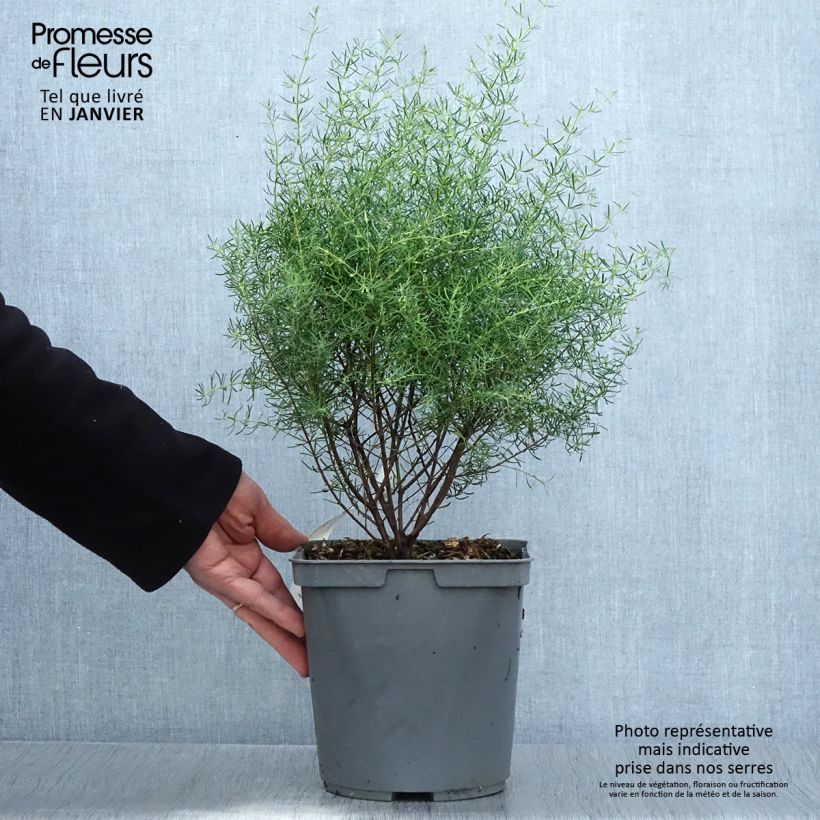 Example of Boronia megastigma Tui - Boronie brune Pot van 4 l/5 l as you get in hiver