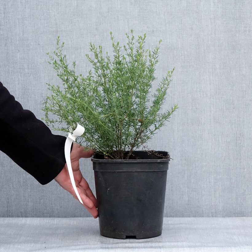 Exemplaar van Boronia pilosa Rose Blossom - Boronie velue Pot van 4 l/5 l zoals geleverd in de winter