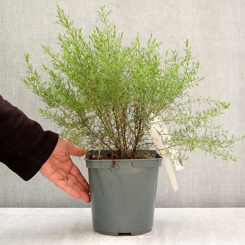 Exemplaar van Boronia pilosa Rose Blossom - Boronie velue Pot van 4 l/5 l zoals geleverd in de lente
