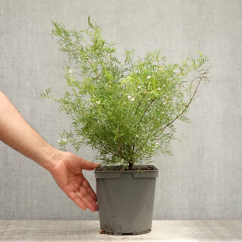 Exemplaar van Boronia pinnata var. muelleri - Geurboom Pot van 4 l/5 l zoals geleverd in de zomer