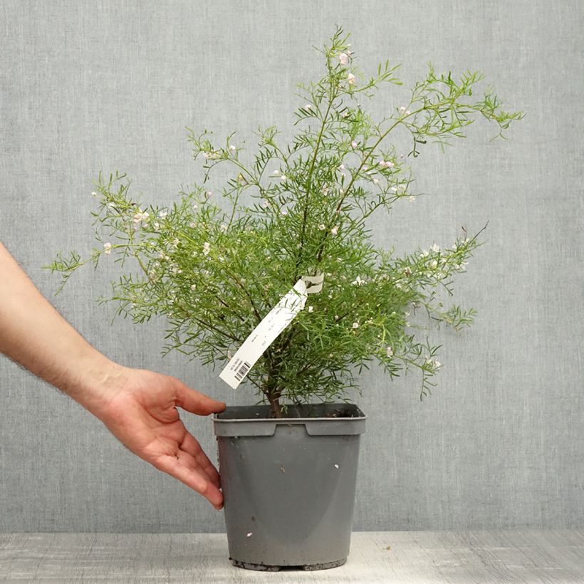 Exemplaar van Boronia pinnata var. muelleri - Geurboom Pot van 4 l/5 l zoals geleverd in de lente