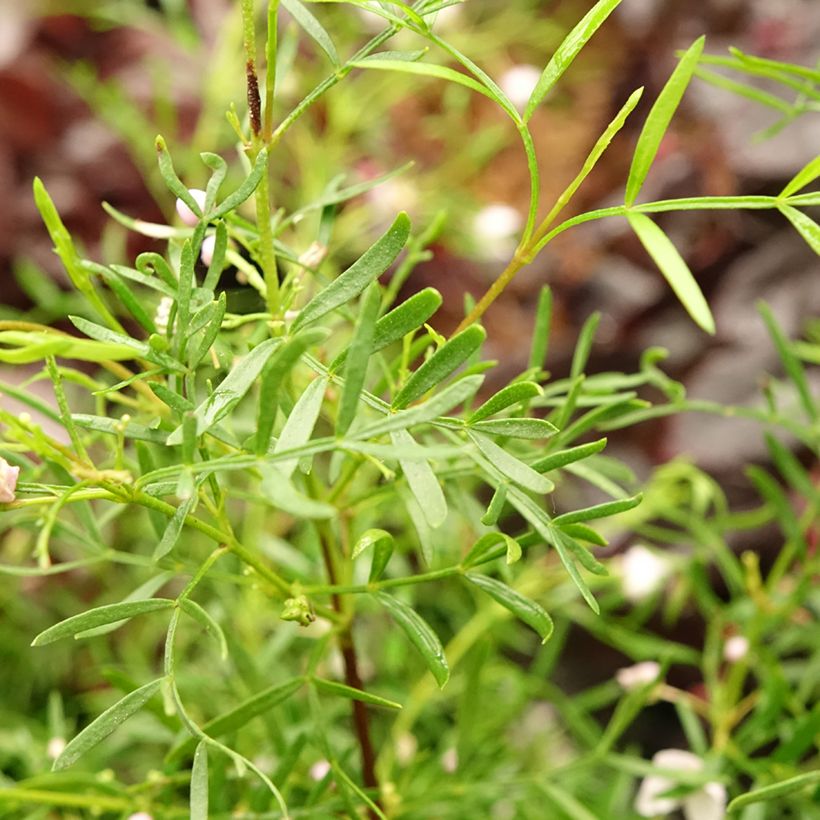 Boronia pinnata var. muelleri - Geurboom (Blad)