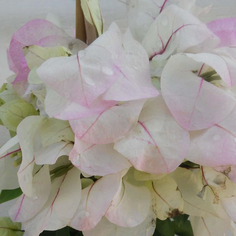 Bougainvillea spectabilis Wit-Roze - Bougainville (Flowering)